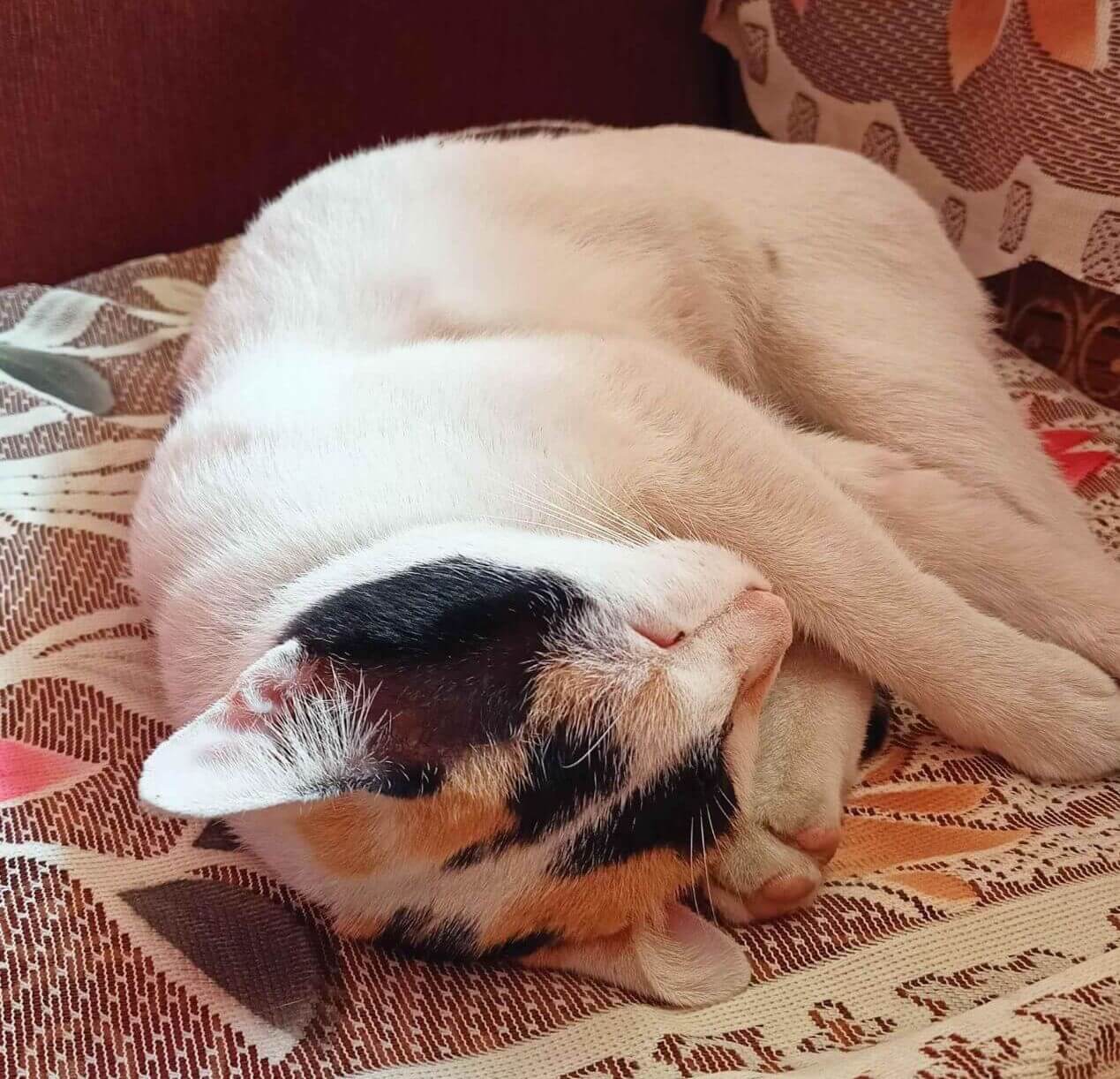 a photo of spotty the cat sleeping on a sofa